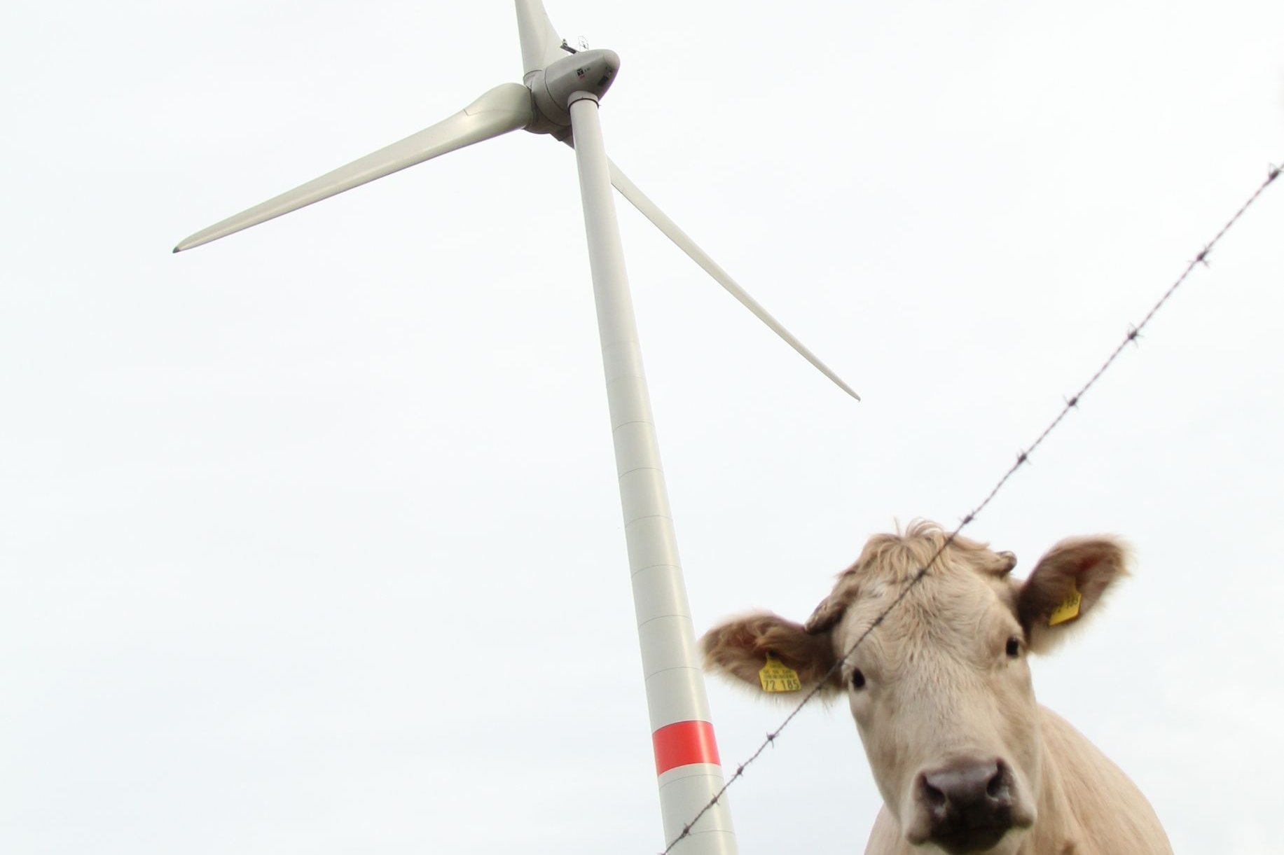 Zwei Windenergieanlagen im Hintergrund mit Rindvieh im Vordergrund