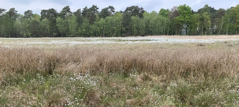 Gehölzarbeiten zum Schutz des Moores
werden fortgesetzt Naturschutzgebiet