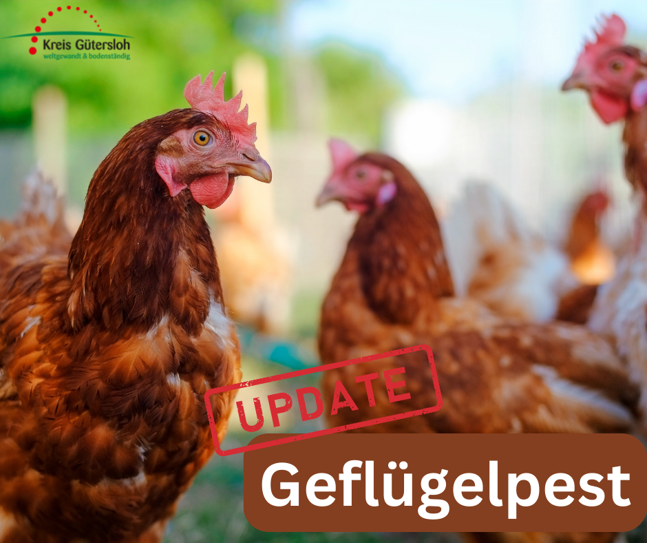 Geflügelpest - 1 Foto mit Huhn mit dem Schriftzug Geflügelpest-Update