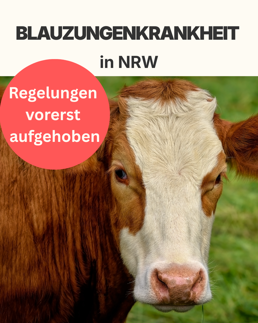 Blauzungenkrankheit - 2 Blauzungenkrankheit - 2