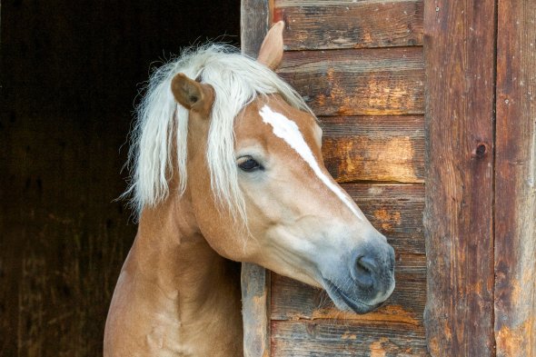 Bild: Pferde