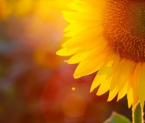 Sonnenblume Sonnenblume