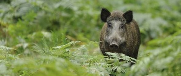 https://www.kreis-guetersloh.de/themen/ordnung/jagd-und-fischereiwesen/effektive-schwarzwildbewirtschaftung-und-informationen-zur-afrikanischen-schweinepest/112180100000061991.jpg?cid=7rg.1ocl&cid=7rg.1ocl&resize=4dd68d:295x250c