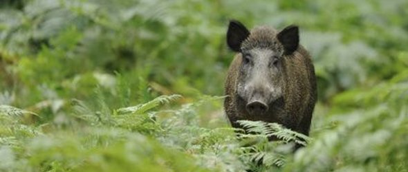 https://www.kreis-guetersloh.de/themen/ordnung/jagd-und-fischereiwesen/effektive-schwarzwildbewirtschaftung-und-informationen-zur-afrikanischen-schweinepest/112180100000061991.jpg?cid=7rg.1ocl&cid=7rg.1ocl&resize=4dd68d:295x250c