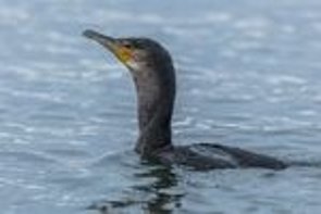 Kormoran im meer Kormoran im meer