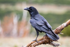 Common raven (Corvus corax), perched on a log. Wild animal life. 112180100000055858.jpg