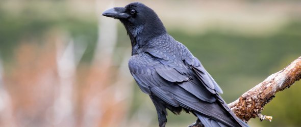 Common raven (Corvus corax), perched on a log. Wild animal life. Common raven (Corvus corax), perched on a log. Wild animal life.