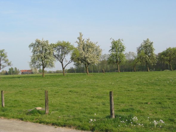 Obstwiese 