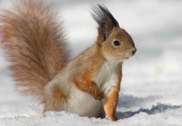 Eichhörnchen