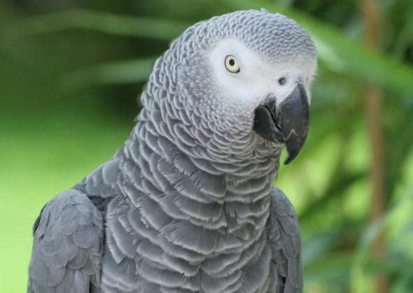 Papagei