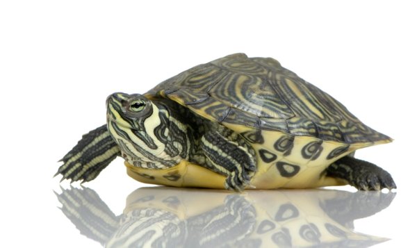 Schildkröte
