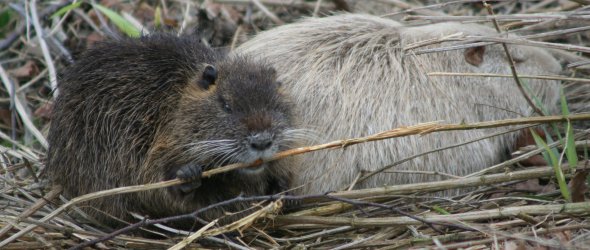 Nutria