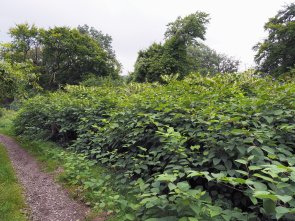 Japanischer Staudenknöterich