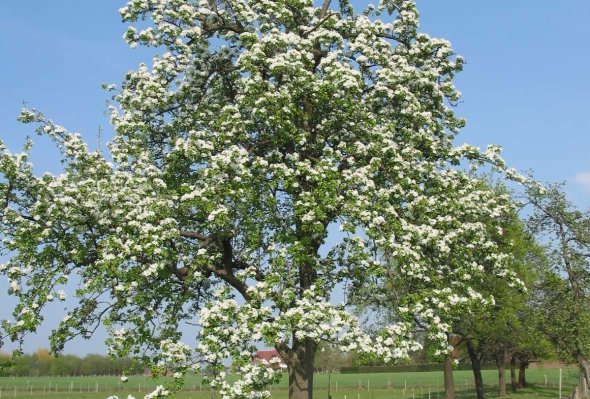 Foto: blühender Birnbaum
