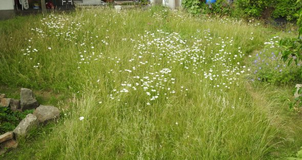 Foto: Garten