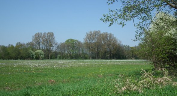 Blühende Feuchtwiese