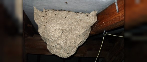 Nest einer Gewöhnlichen Wespe