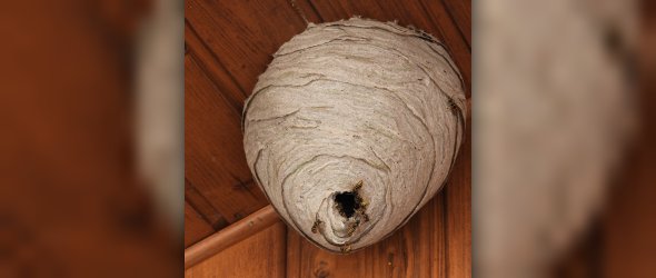 Nest einer Sächsischen Wespe
