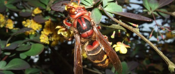 Hornissenkönigin an einer Berberitzenblüte Hornissenkönigin an einer Berberitzenblüte