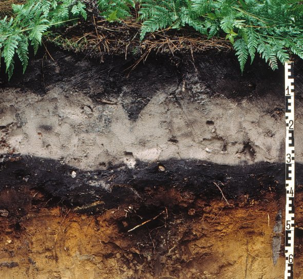 Podsol auf Flugsand