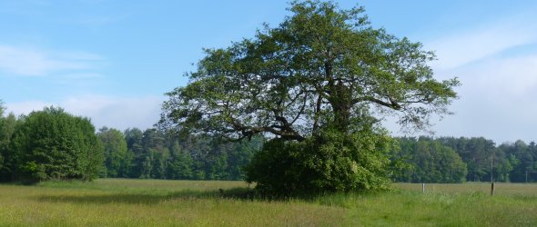 Wiesenlandschaft mit Eiche