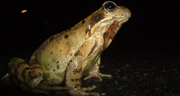 Grasfrosch