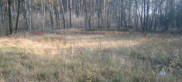 Feuchtheidefläche im Gebiet
