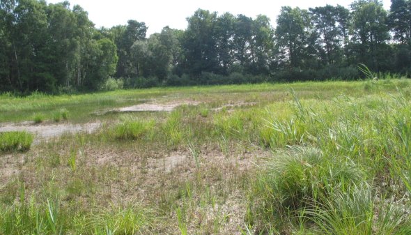 Heideweiher