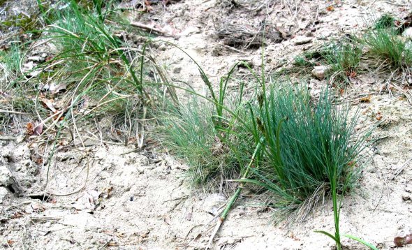 Sandsegge und Silbergras