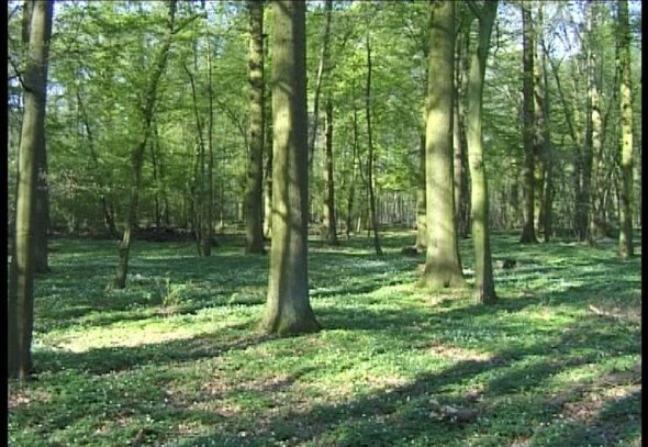 Buchenhochwald