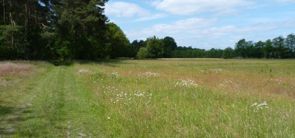 Bewachsene Sandfläche