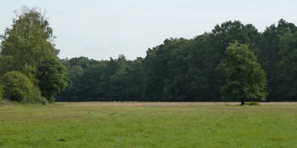 NSG Fleckernheide