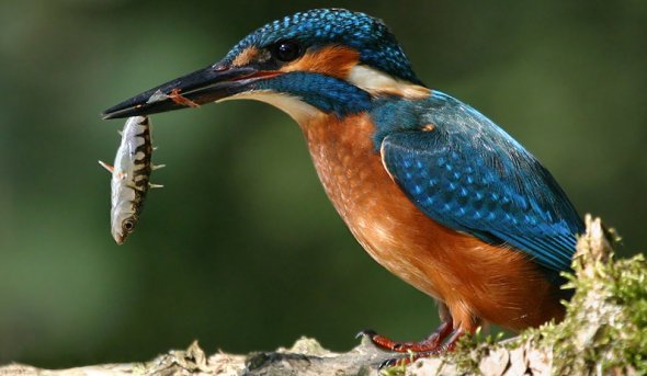 Eisvogel