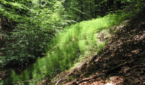 Riesenschachtelhalm im NSG Furlbachtal