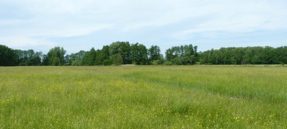Grasmeerwiesen