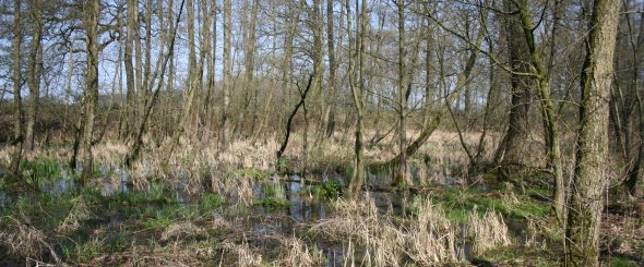 Erlenbruchwald