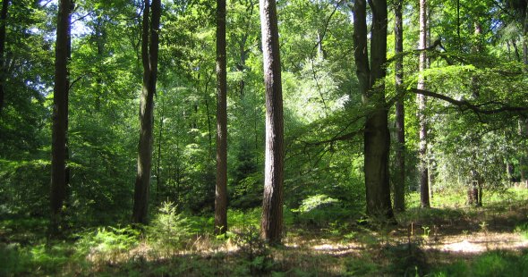 Holter Wald mit Buchen und Kiefern