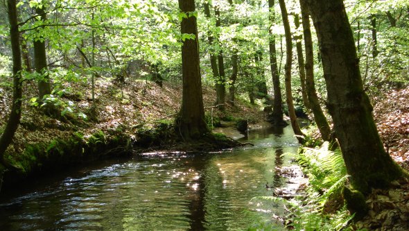 Oelbach im Holter Wald