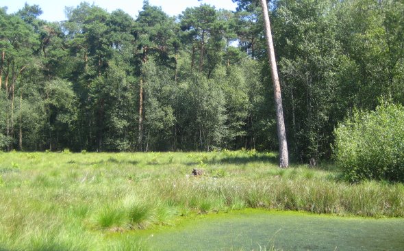 Moorfläche