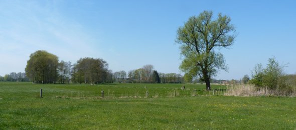 Wiesenaspekt