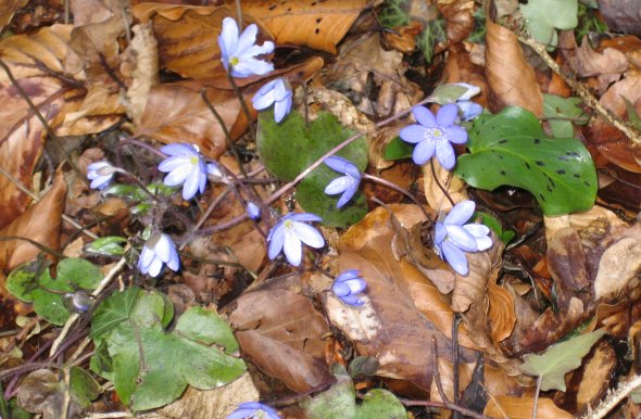 Leberblümchen