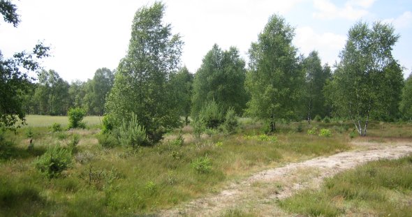 Bild: Blick in die Moosheide