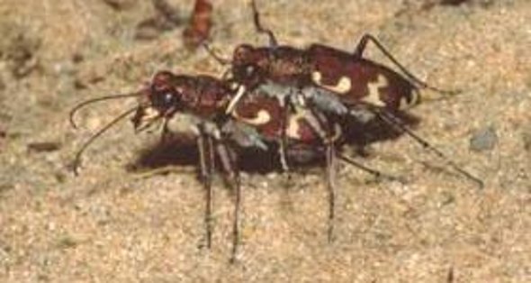 Bild: Kupferbrauner Sandlaufkäfer