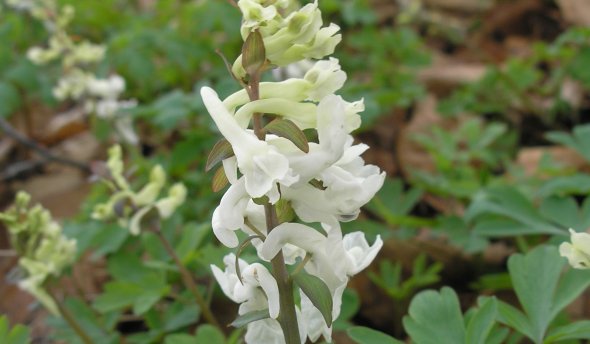 Weißer Lerchensporn