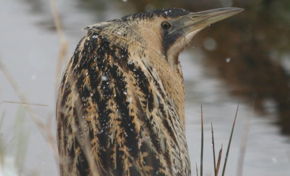 Rohrdommel