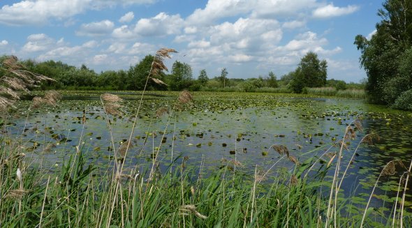 Teich mit Röhricht und Schwimmblattvegetation