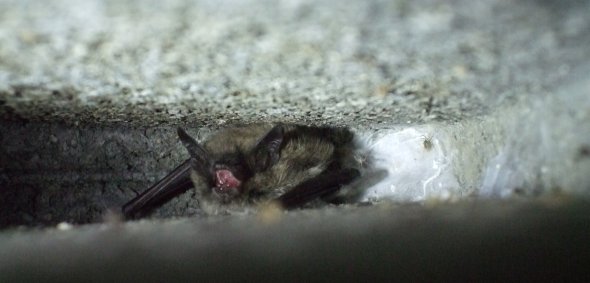 Brandtfledermaus in einem Spaltkasten