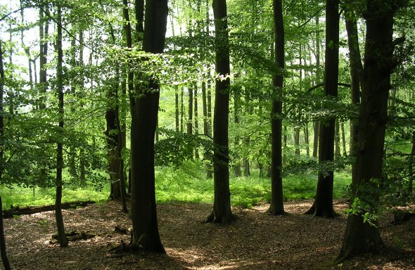 Tatenhauser Wald