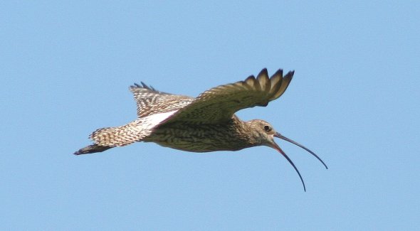 Großer Brachvogel