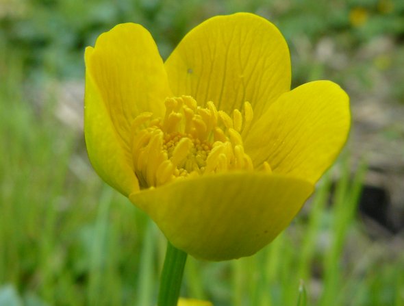 Sumpfdotterblume